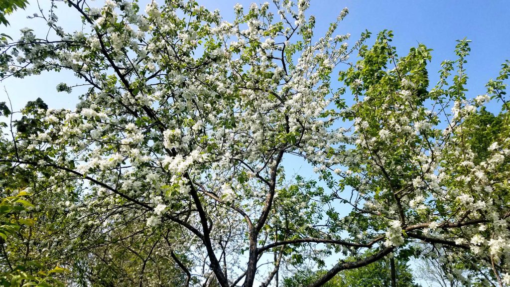 Les pommiers en fleur à l'Orée des Appalaches symbolisent l'arrivée du printemps et le travail du terrain.